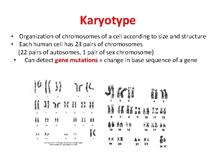 Karyotype • Organization of chromosomes of a cell according to size and structure •