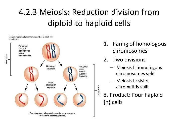 4. 2. 3 Meiosis: Reduction division from diploid to haploid cells 1. Paring of