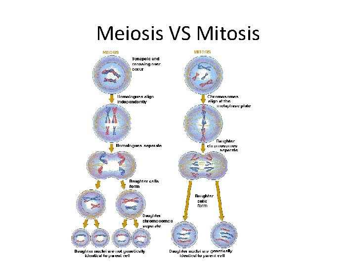 Meiosis VS Mitosis 