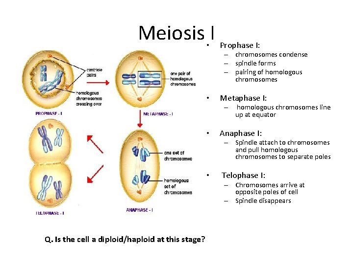 Meiosis • I Prophase I: – chromosomes condense – spindle forms – pairing of