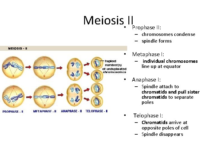 Meiosis • IIProphase II: – chromosomes condense – spindle forms • Metaphase I: –