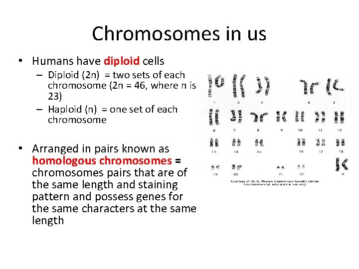 Chromosomes in us • Humans have diploid cells – Diploid (2 n) = two