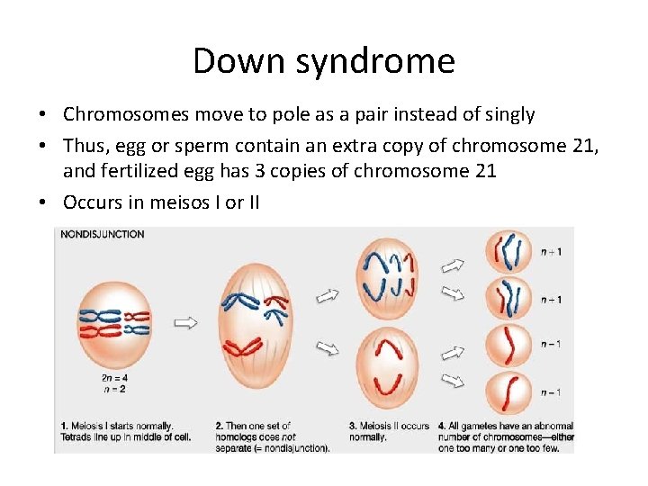 Down syndrome • Chromosomes move to pole as a pair instead of singly •