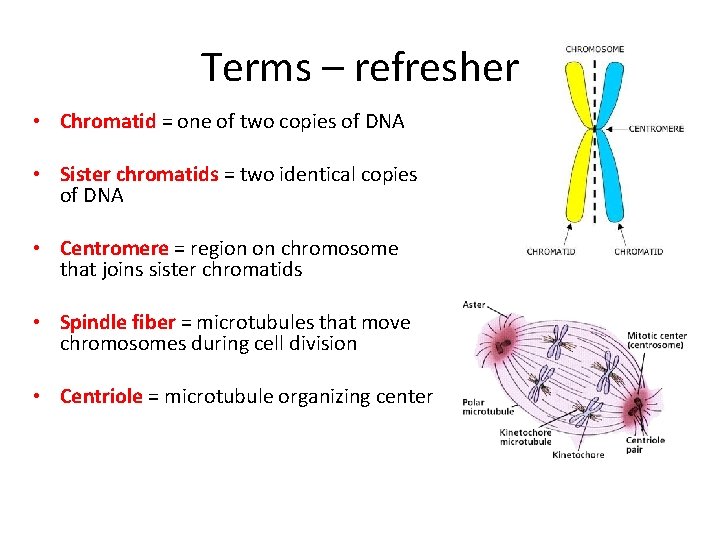 Terms – refresher • Chromatid = one of two copies of DNA • Sister