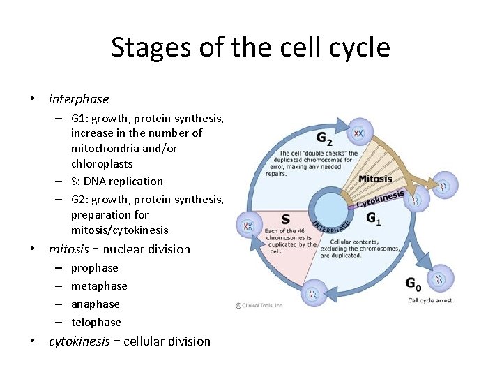 Stages of the cell cycle • interphase – G 1: growth, protein synthesis, increase