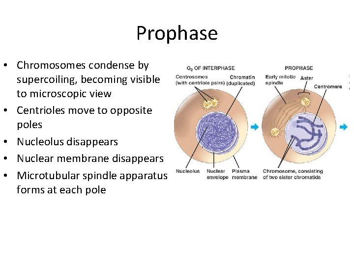 Prophase • Chromosomes condense by supercoiling, becoming visible to microscopic view • Centrioles move