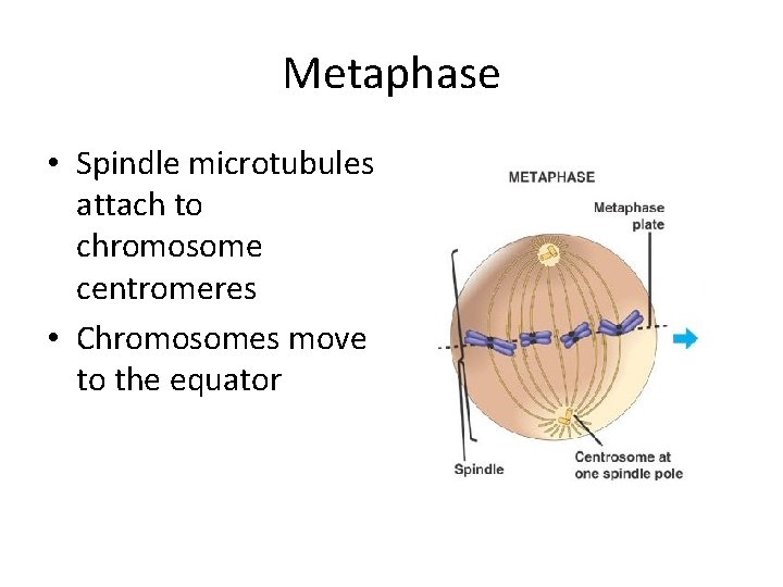 Metaphase • Spindle microtubules attach to chromosome centromeres • Chromosomes move to the equator