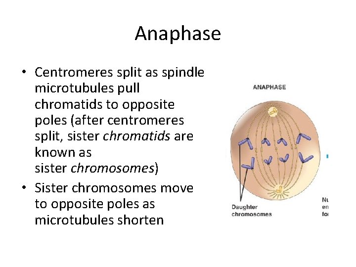 Anaphase • Centromeres split as spindle microtubules pull chromatids to opposite poles (after centromeres