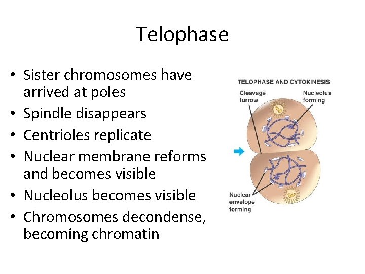 Telophase • Sister chromosomes have arrived at poles • Spindle disappears • Centrioles replicate