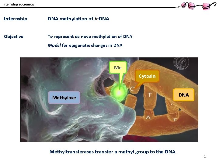 Internship epigenetic Internship DNA methylation of λ-DNA Objective: To represent de novo methylation of