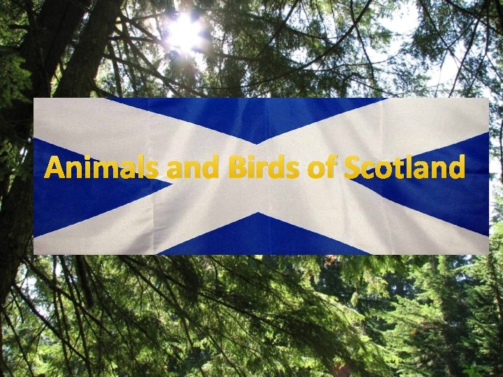 Animals and Birds of Scotland 