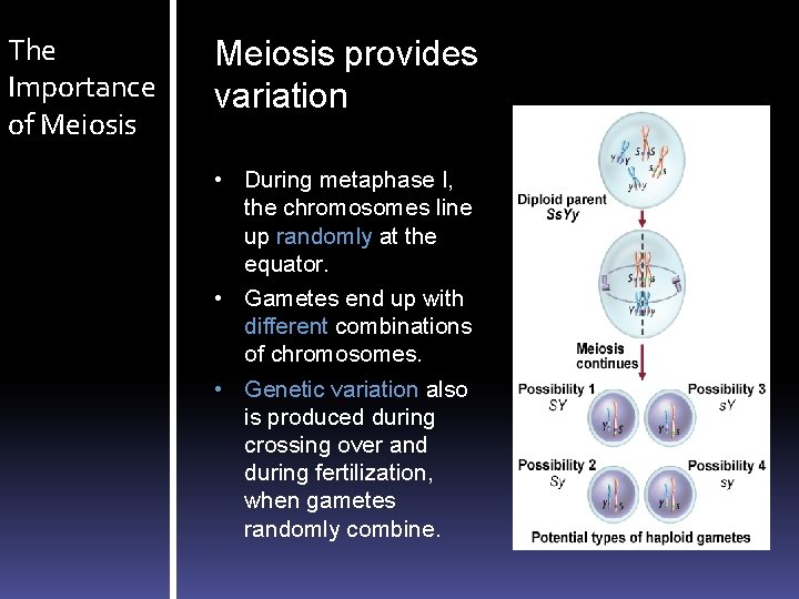 The Importance of Meiosis provides variation • During metaphase I, the chromosomes line up