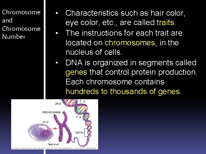 Chromosome and Chromosome Number • Characteristics such as hair color, eye color, etc. ,