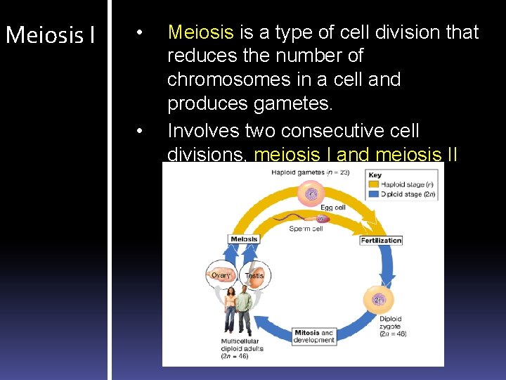 Meiosis I • • Meiosis is a type of cell division that reduces the