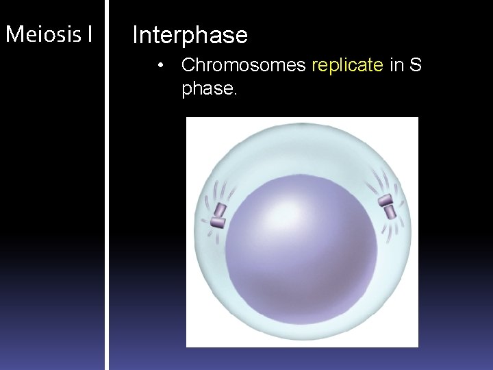 Meiosis I Interphase • Chromosomes replicate in S phase. 