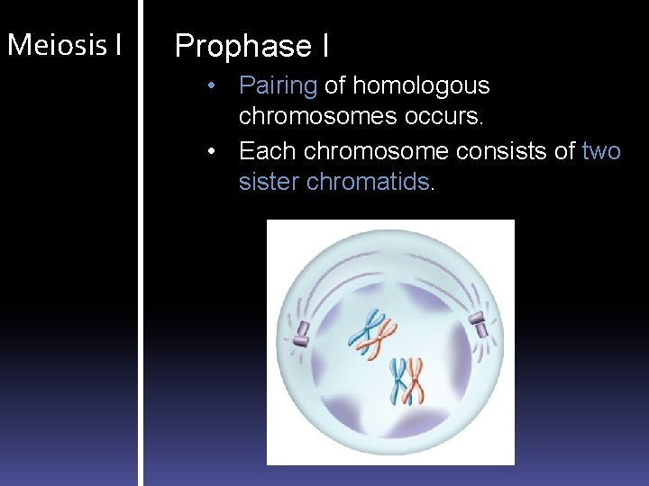 Meiosis I Prophase I • Pairing of homologous chromosomes occurs. • Each chromosome consists