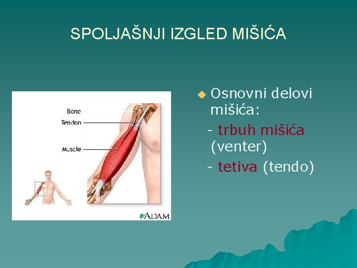 SPOLJAŠNJI IZGLED MIŠIĆA Osnovni delovi mišića: - trbuh mišića (venter) - tetiva (tendo) u