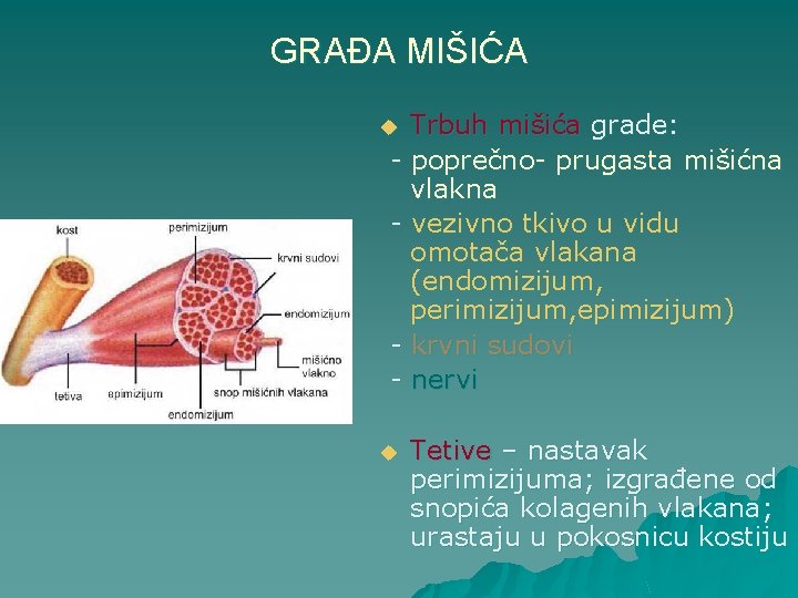 GRAĐA MIŠIĆA Trbuh mišića grade: - poprečno- prugasta mišićna vlakna - vezivno tkivo u