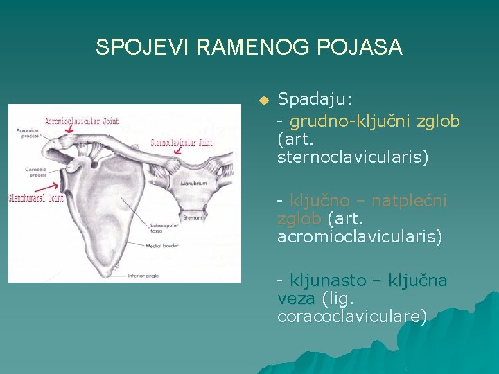 SPOJEVI RAMENOG POJASA u Spadaju: - grudno-ključni zglob (art. sternoclavicularis) - ključno – natplećni