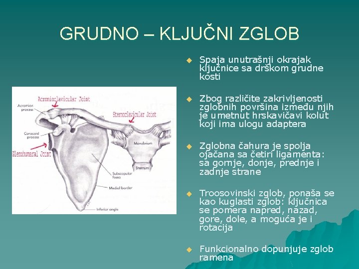 GRUDNO – KLJUČNI ZGLOB u Spaja unutrašnji okrajak ključnice sa drškom grudne kosti u