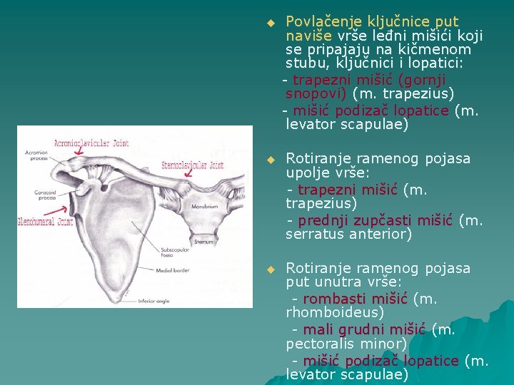 u Povlačenje ključnice put naviše vrše leđni mišići koji se pripajaju na kičmenom stubu,