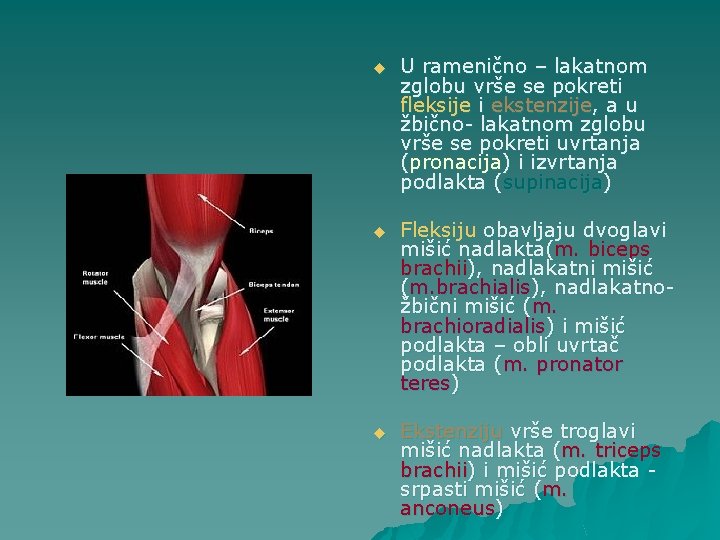 u U ramenično – lakatnom zglobu vrše se pokreti fleksije i ekstenzije, a u