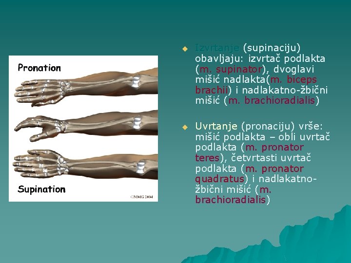 u Izvrtanje (supinaciju) obavljaju: izvrtač podlakta (m. supinator), dvoglavi mišić nadlakta(m. biceps brachii) i