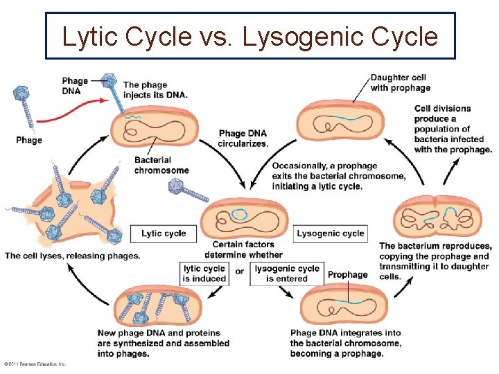 Lytic Cycle vs. Lysogenic Cycle 