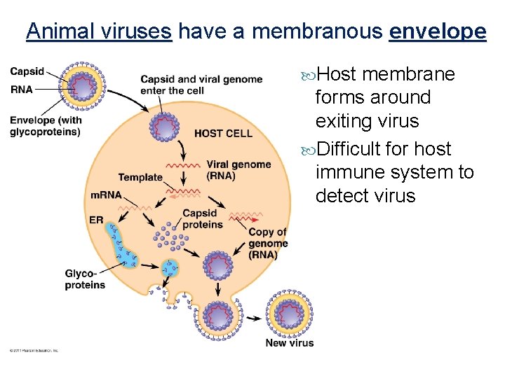 Animal viruses have a membranous envelope Host membrane forms around exiting virus Difficult for