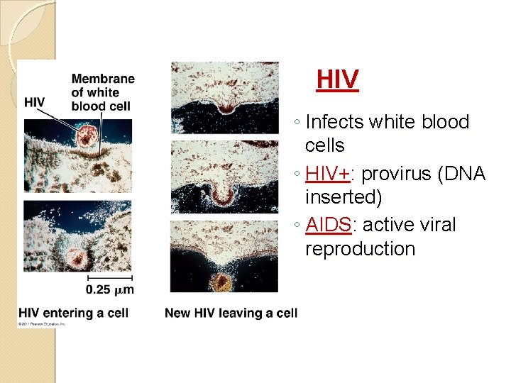 HIV ◦ Infects white blood cells ◦ HIV+: provirus (DNA inserted) ◦ AIDS: active