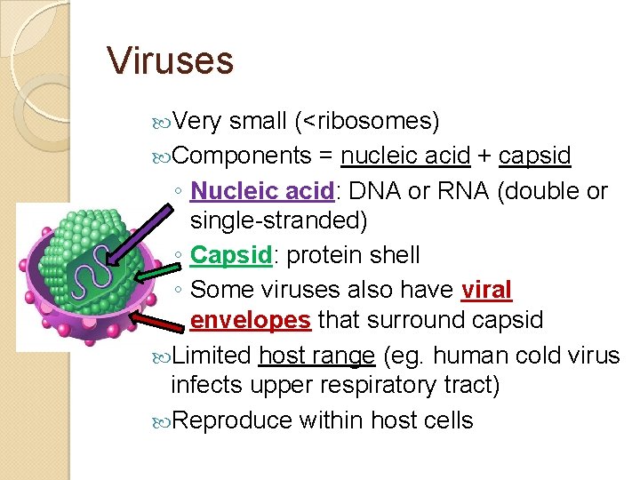 Viruses Very small (<ribosomes) Components = nucleic acid + capsid ◦ Nucleic acid: DNA