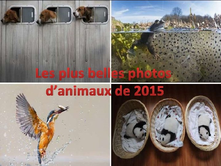 Les plus belles photos d’animaux de 2015 