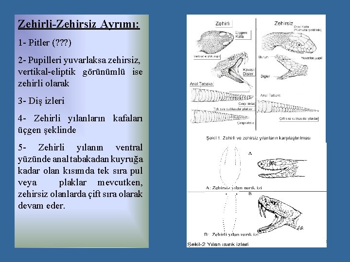 Zehirli-Zehirsiz Ayrımı: 1 - Pitler (? ? ? ) 2 - Pupilleri yuvarlaksa zehirsiz,