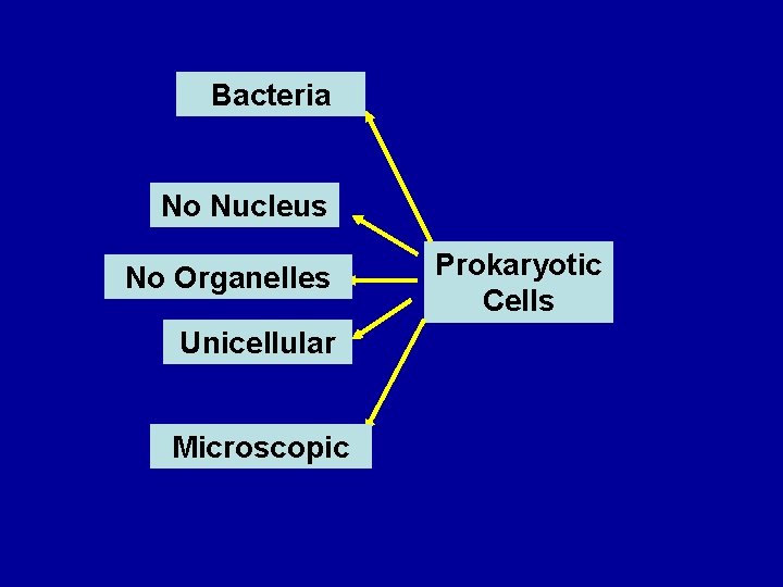 Bacteria 1 No Nucleus 2 No Organelles 3 4 Unicellular Microscopic 5 Prokaryotic Cells