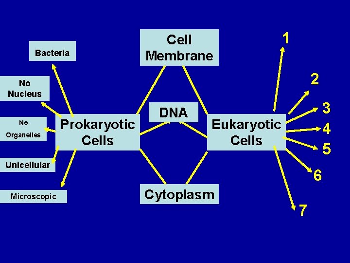 Bacteria Cell 1 Membrane 1 2 No Nucleus No Organelles Prokaryotic Cells 2 DNA