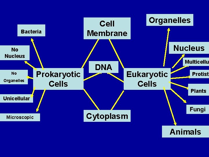 Bacteria Cell 1 Membrane Organelles 1 2 Nucleus No Organelles Prokaryotic Cells 2 DNA Bacteria Cell 1 Membrane Organelles 1 2 Nucleus No Organelles Prokaryotic Cells 2 DNA