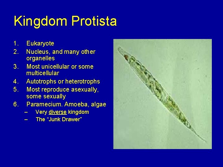 Kingdom Protista 1. 2. 3. 4. 5. 6. Eukaryote Nucleus, and many other organelles Kingdom Protista 1. 2. 3. 4. 5. 6. Eukaryote Nucleus, and many other organelles