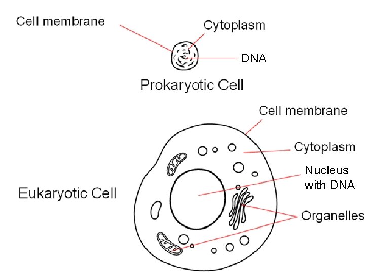 DNA Nucleus with DNA DNA Nucleus with DNA