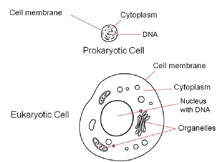 DNA Nucleus with DNA 