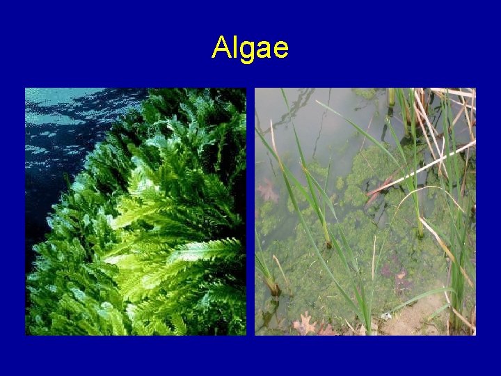 Algae 