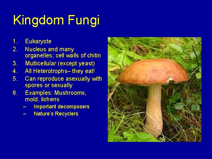 Kingdom Fungi 1. 2. 3. 4. 5. 6. Eukaryote Nucleus and many organelles; cell