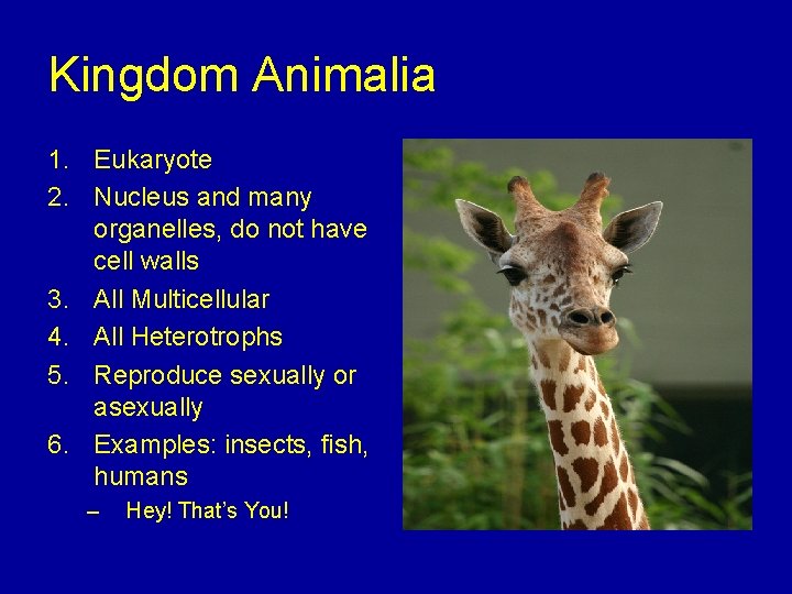 Kingdom Animalia 1. Eukaryote 2. Nucleus and many organelles, do not have cell walls