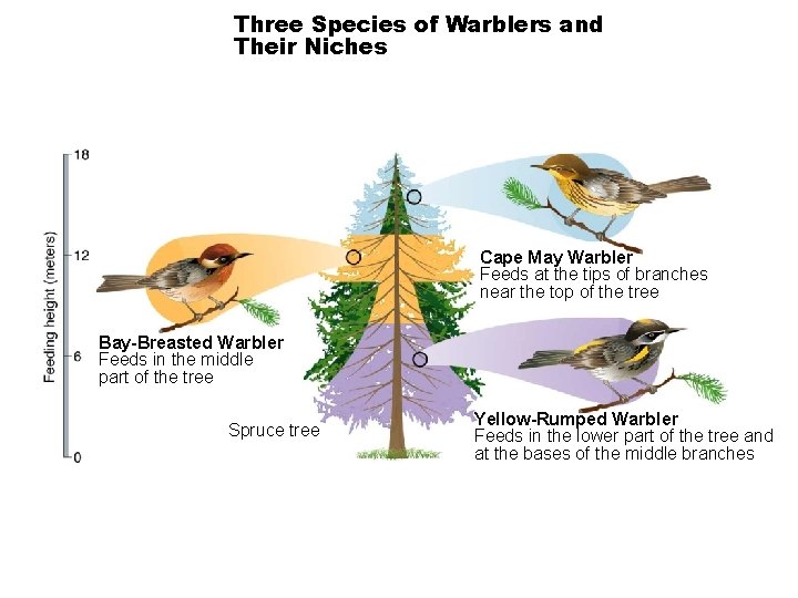 Three Species of Warblers and Their Niches Section 4 -2 Cape May Warbler Feeds Three Species of Warblers and Their Niches Section 4 -2 Cape May Warbler Feeds