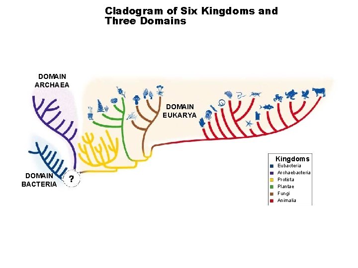 Cladogram of Six Kingdoms and Three Domains Section 18 -3 DOMAIN ARCHAEA DOMAIN EUKARYA