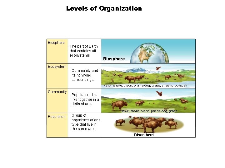 Levels of Organization Section 1 -3 Biosphere Ecosystem The part of Earth that contains