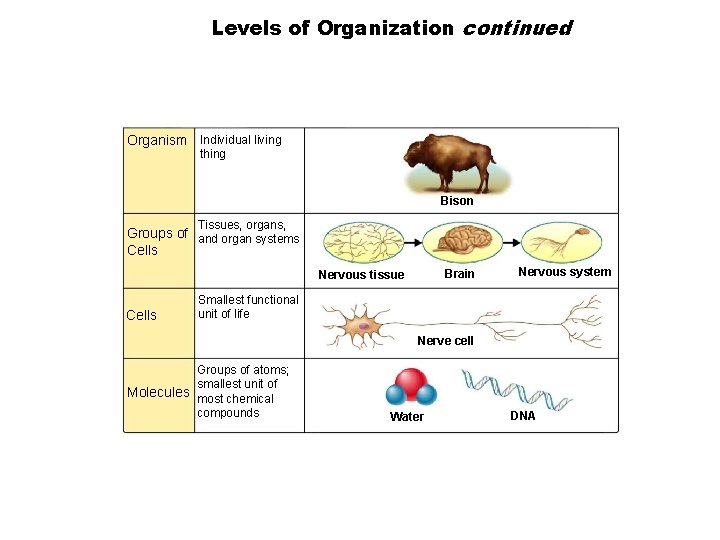 Levels of Organization continued Section 1 -3 Organism Individual living thing Bison Tissues, organs,