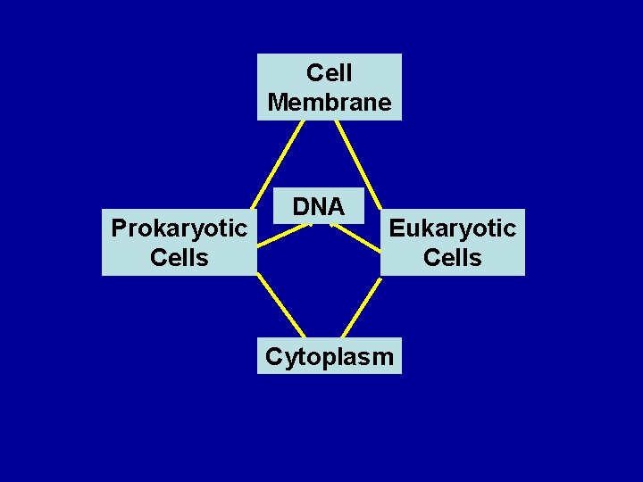 Cell 1 Membrane Prokaryotic Cells 2 DNA Eukaryotic Cells Cytoplasm 3 