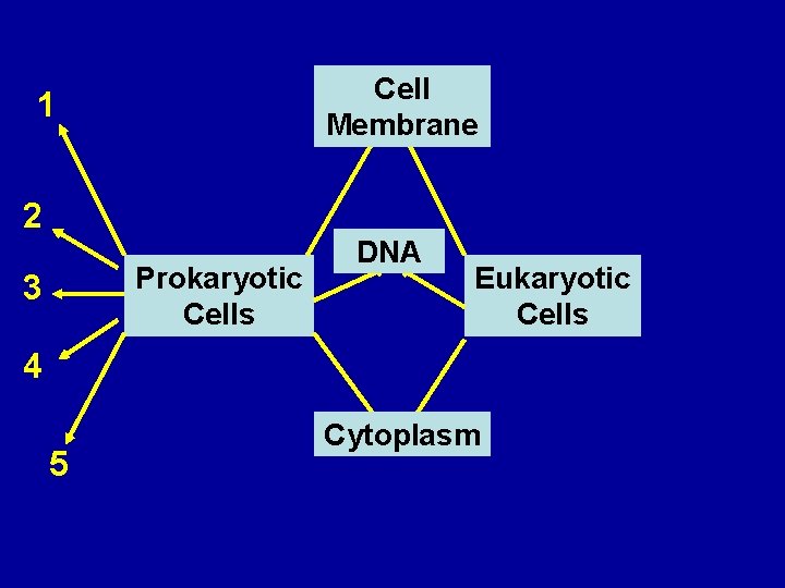 Cell 1 Membrane 1 2 Prokaryotic Cells 3 2 DNA Eukaryotic Cells 4 5