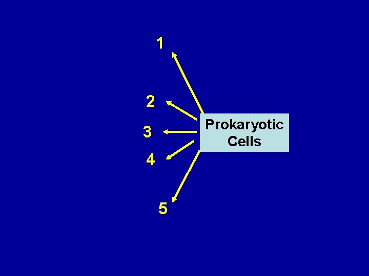 1 2 Prokaryotic Cells 3 4 5 