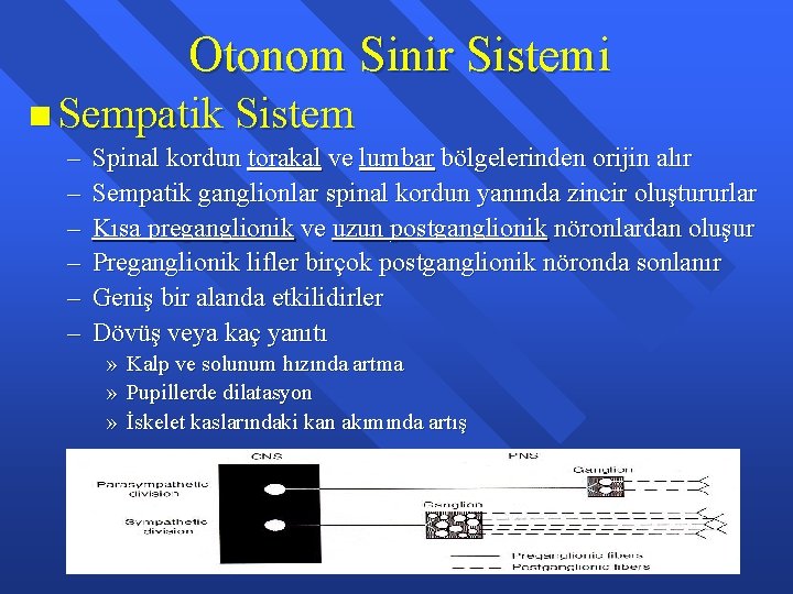 Otonom Sinir Sistemi n Sempatik Sistem – – – Spinal kordun torakal ve lumbar